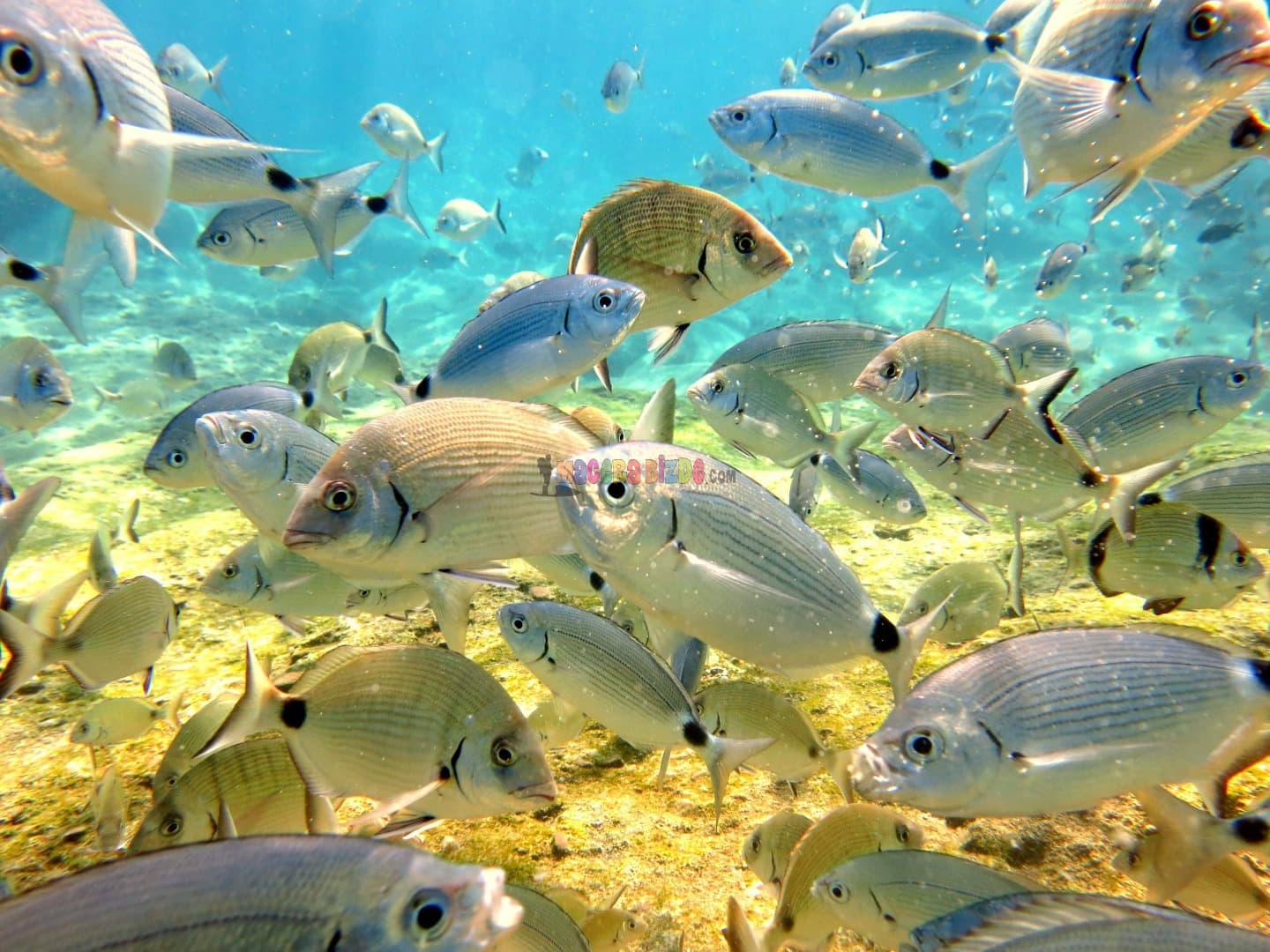 Fethiye Muhafazakar Dalış - Fotoğraf 2