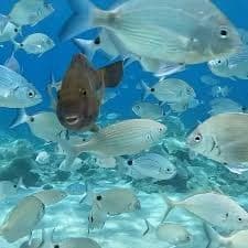 Tüplü Dalış - Fotoğraf 1